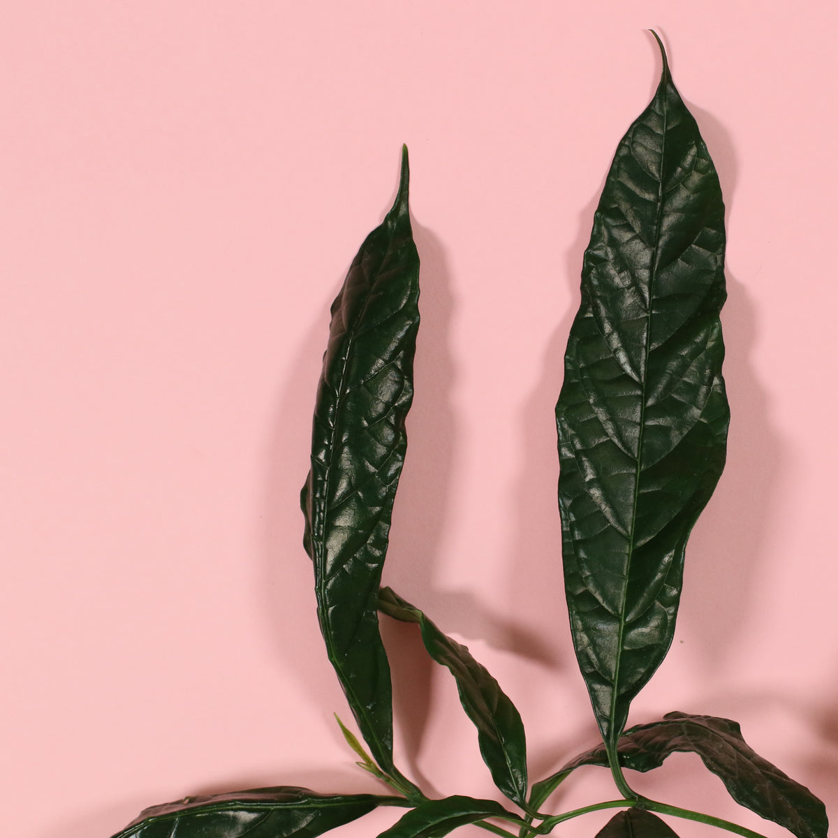 Leaves of Clerodendrum wallichii - Bridal Veil