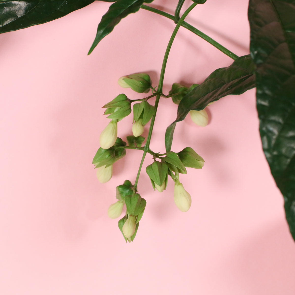 Flower buds of Clerodendrum wallichii - Bridal Veil