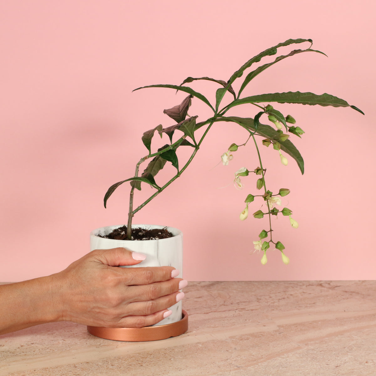 Clerodendrum wallichii - Bridal Veil