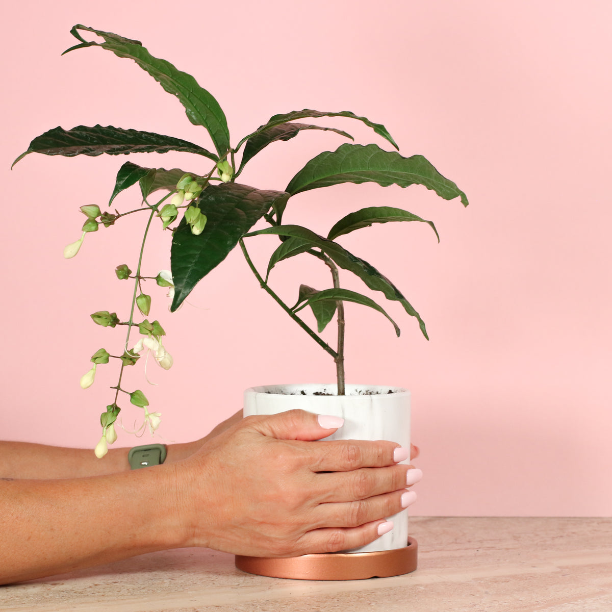 Clerodendrum wallichii - Bridal Veil in Daphne Planter