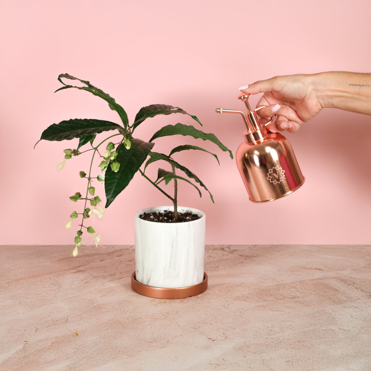 Clerodendrum wallichii - Bridal Veil being misted
