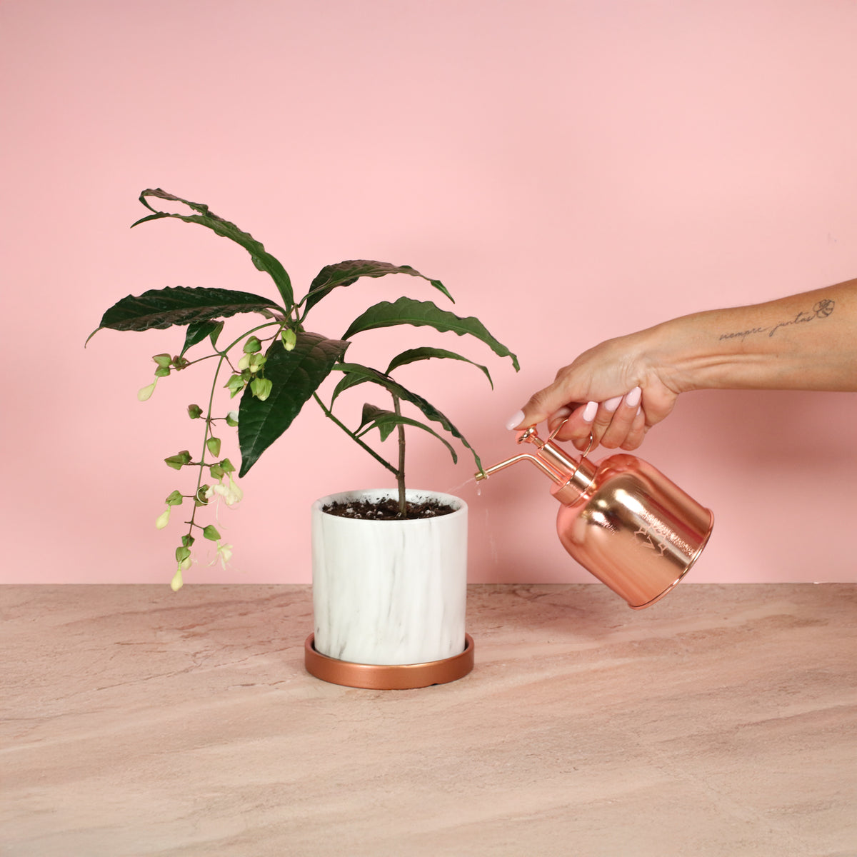 Clerodendrum wallichii - Bridal Veil being misted with our Lyfe Mister. 