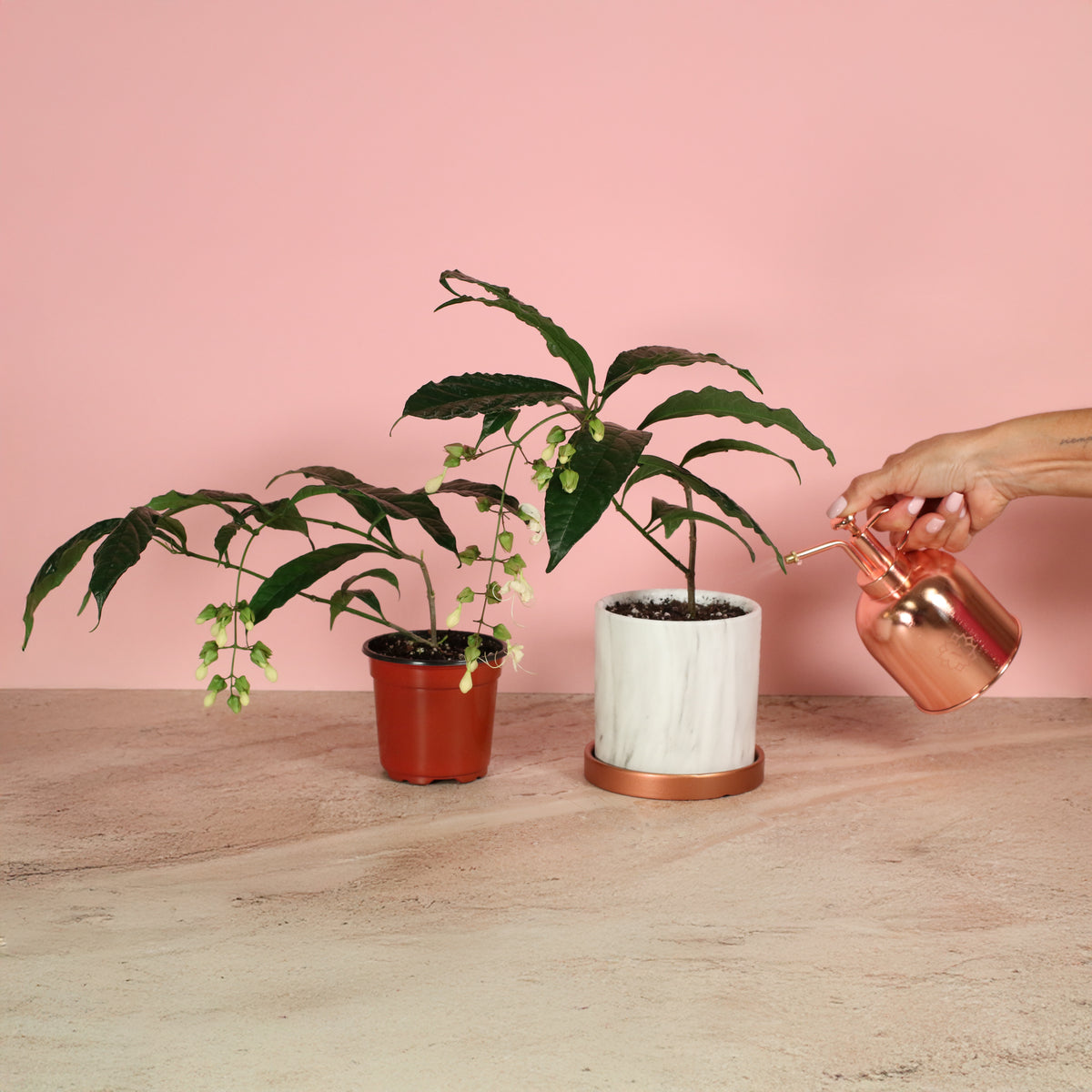 Clerodendrum wallichii - Bridal Veil