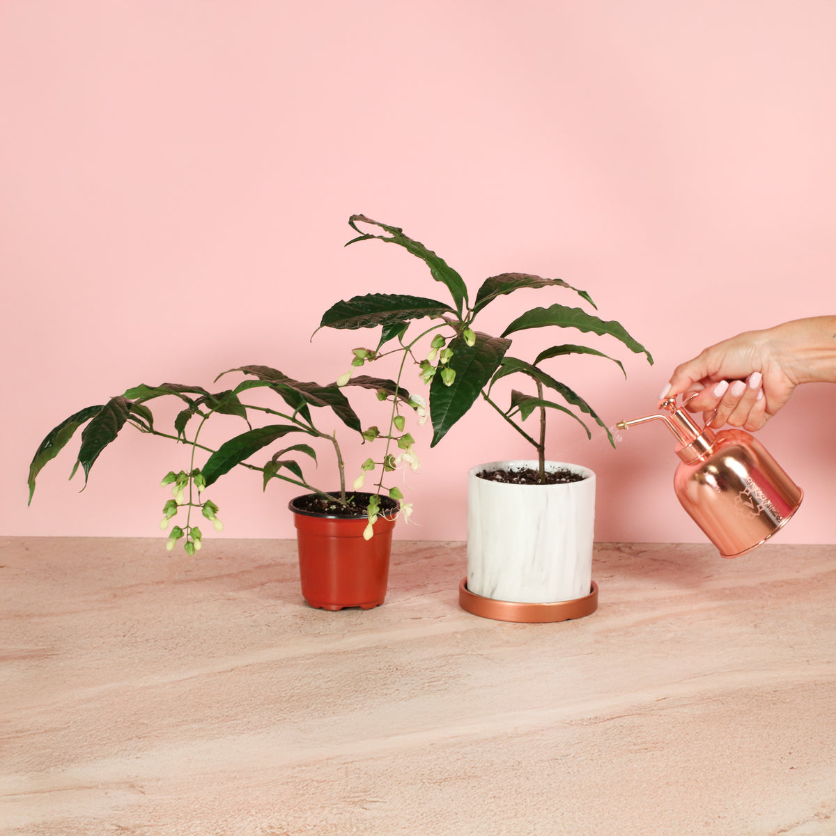 Clerodendrum wallichii - Bridal Veil being misted with water.
