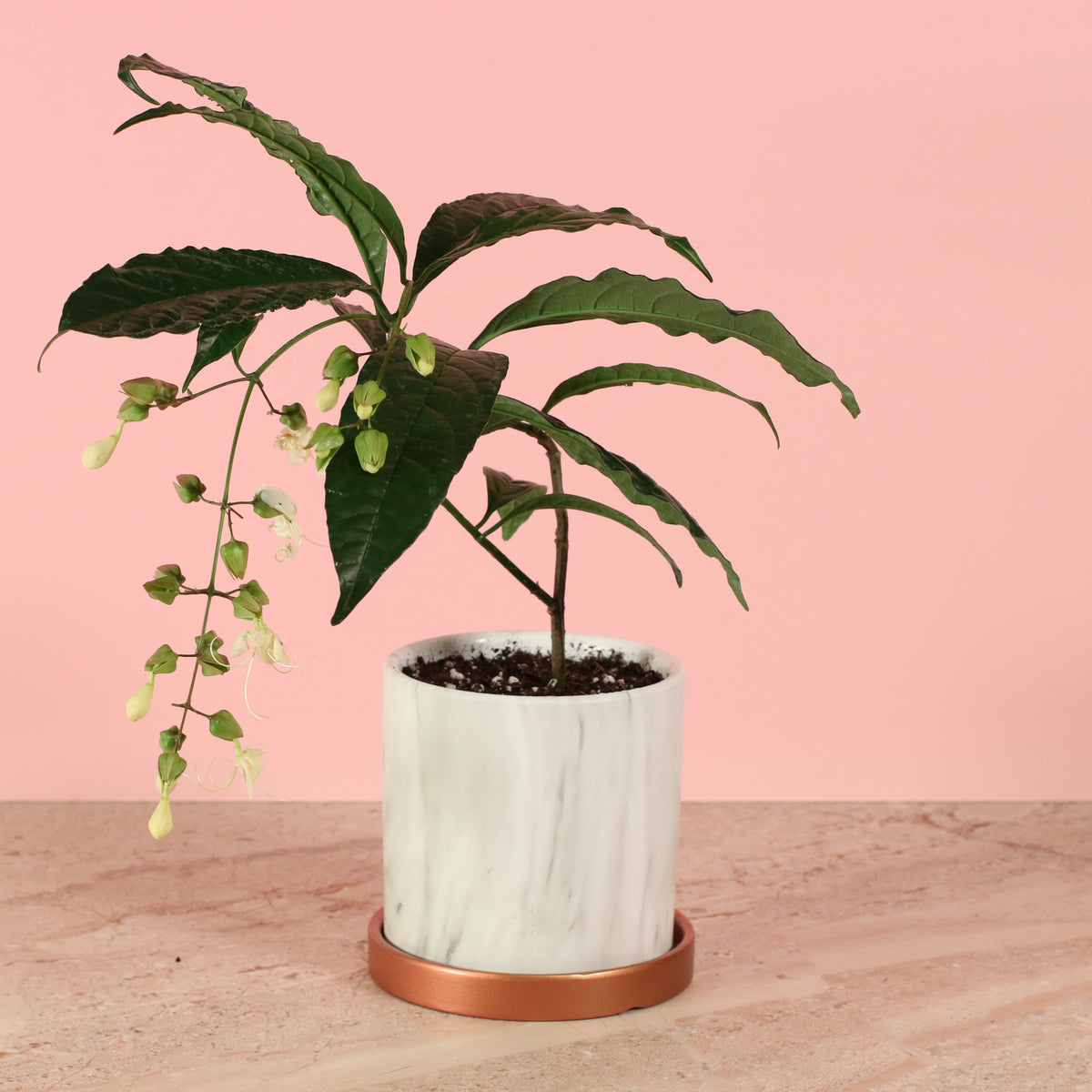 Clerodendrum wallichii - Bridal Veil in Daphne Planter 4.5". 