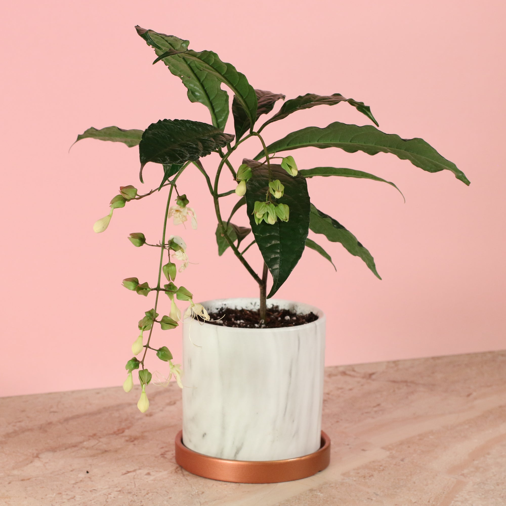 Clerodendrum wallichii - Bridal Veil