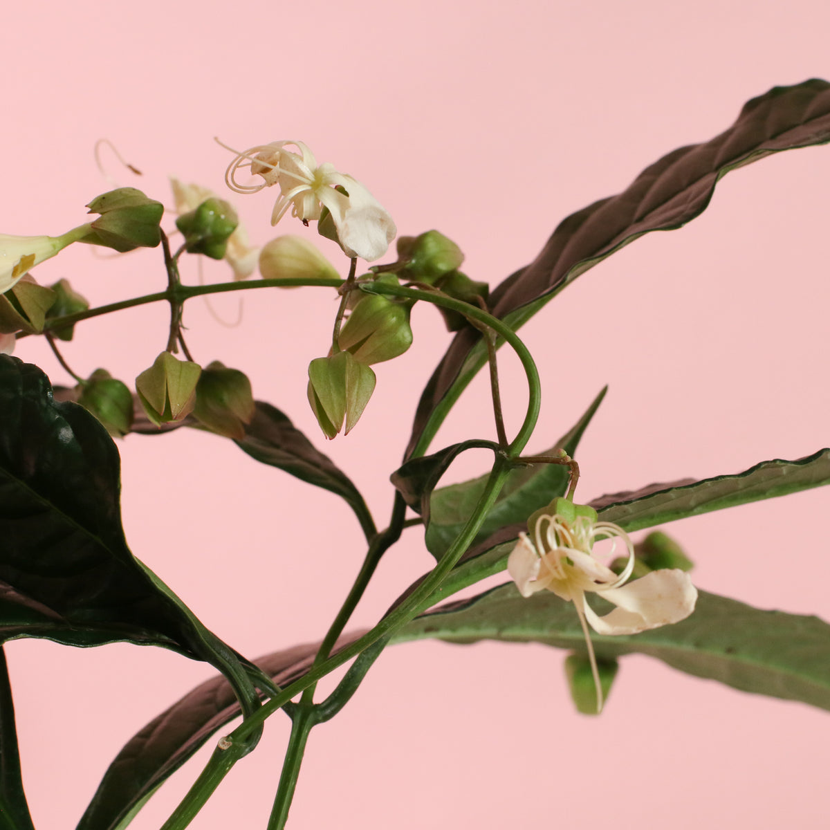 Clerodendrum wallichii - Bridal Veil flowers blooming