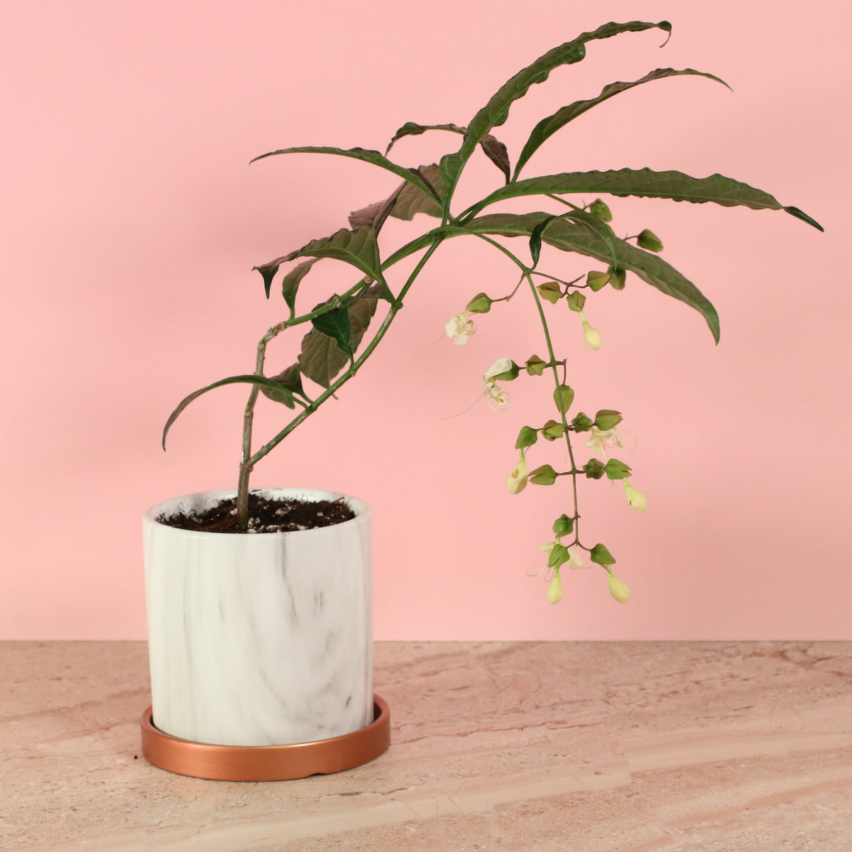 Clerodendrum wallichii - Bridal Veil flowers trailing 