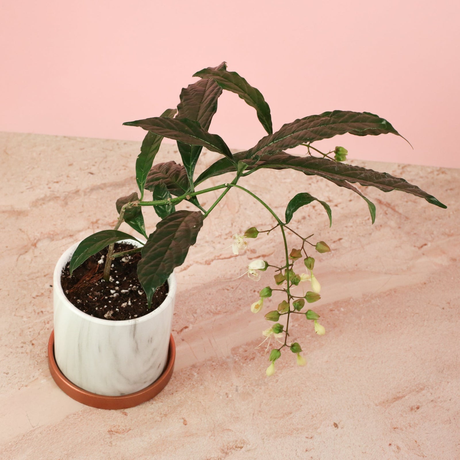 Clerodendrum wallichii - Bridal Veil