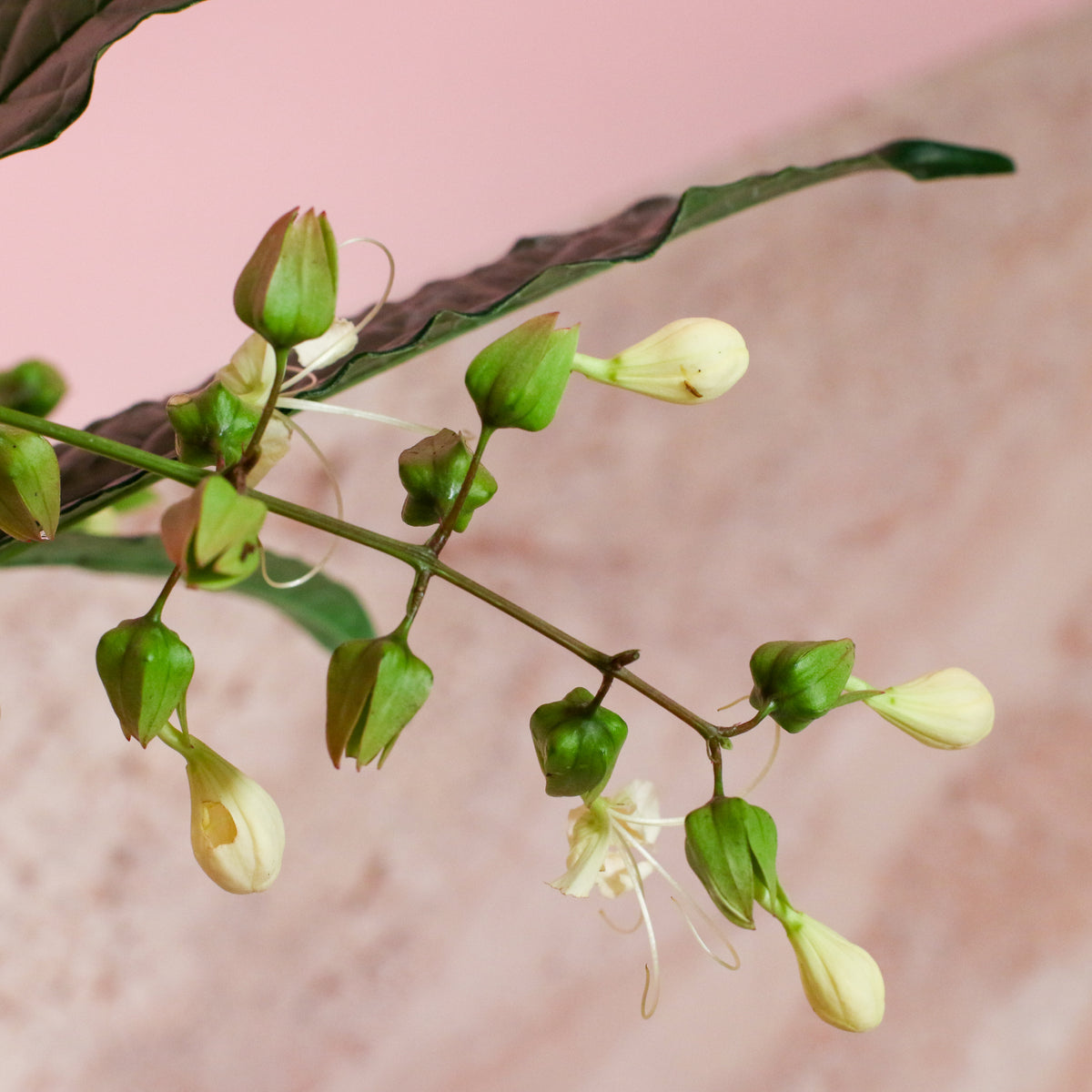 Flower Buds Clerodendrum wallichii - Bridal Veil
