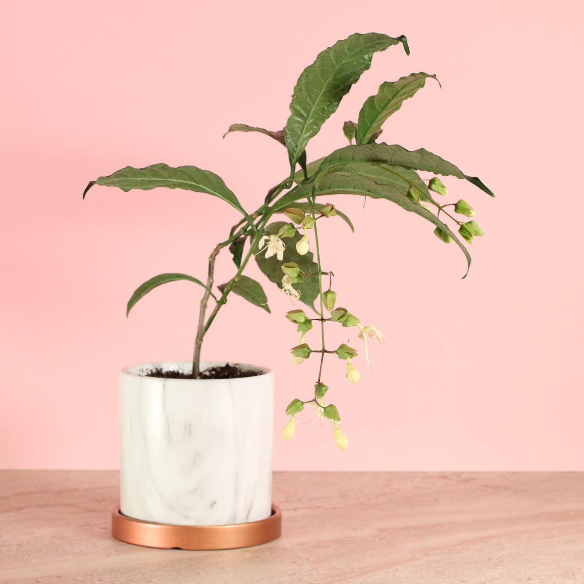 Bottom of Leaves View of Clerodendrum wallichii - Bridal Veil