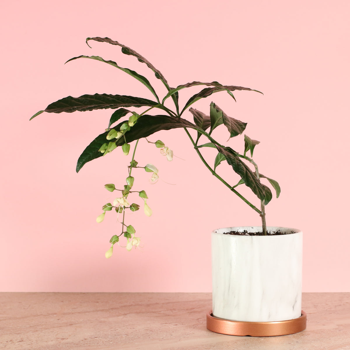 Clerodendrum wallichii - Bridal Veil