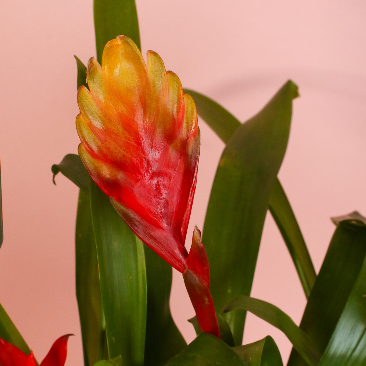 Close up of flower bract