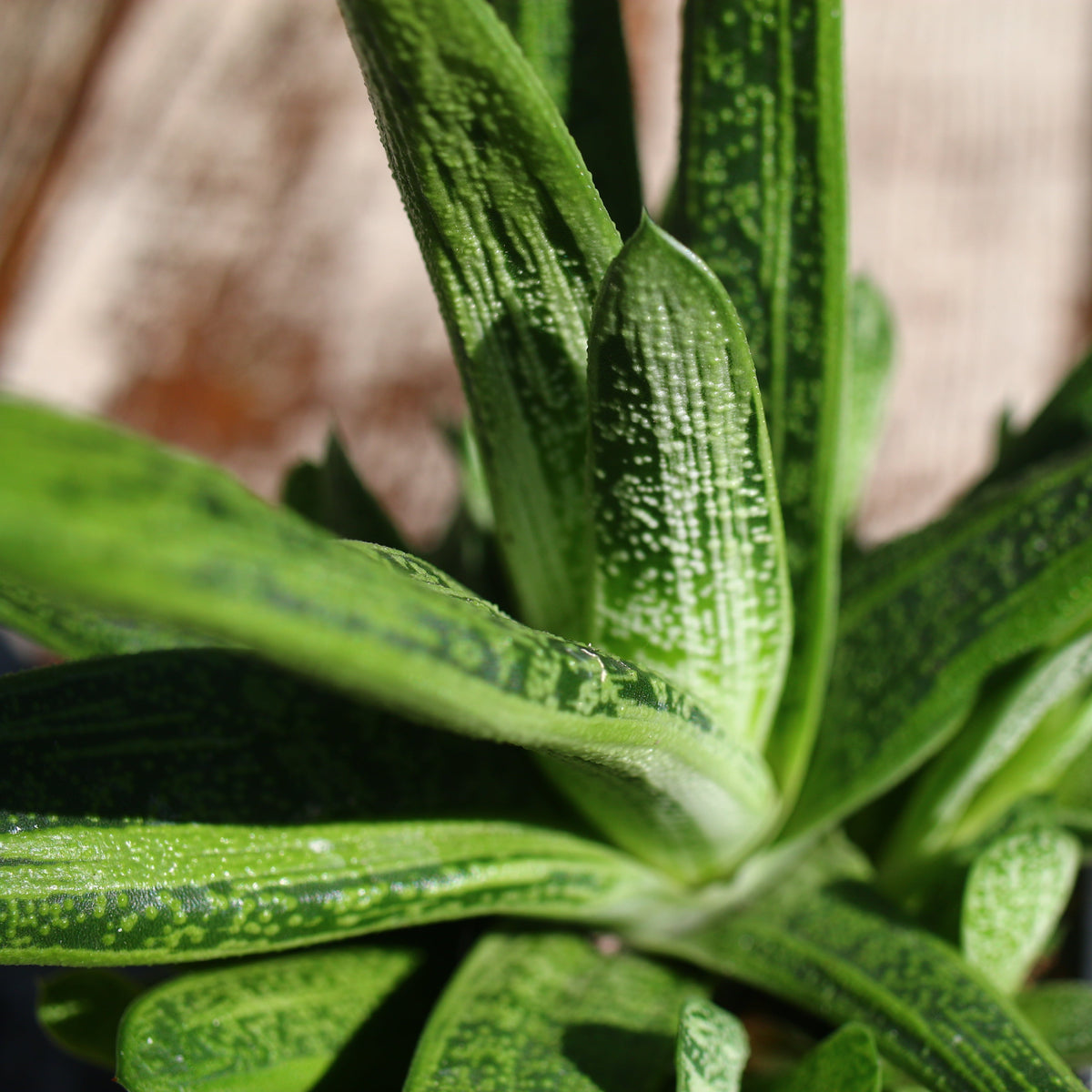 Close up of leaves of Little Warty