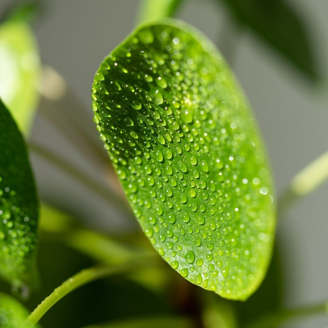  Chinese Money Plant close up of misted leaf