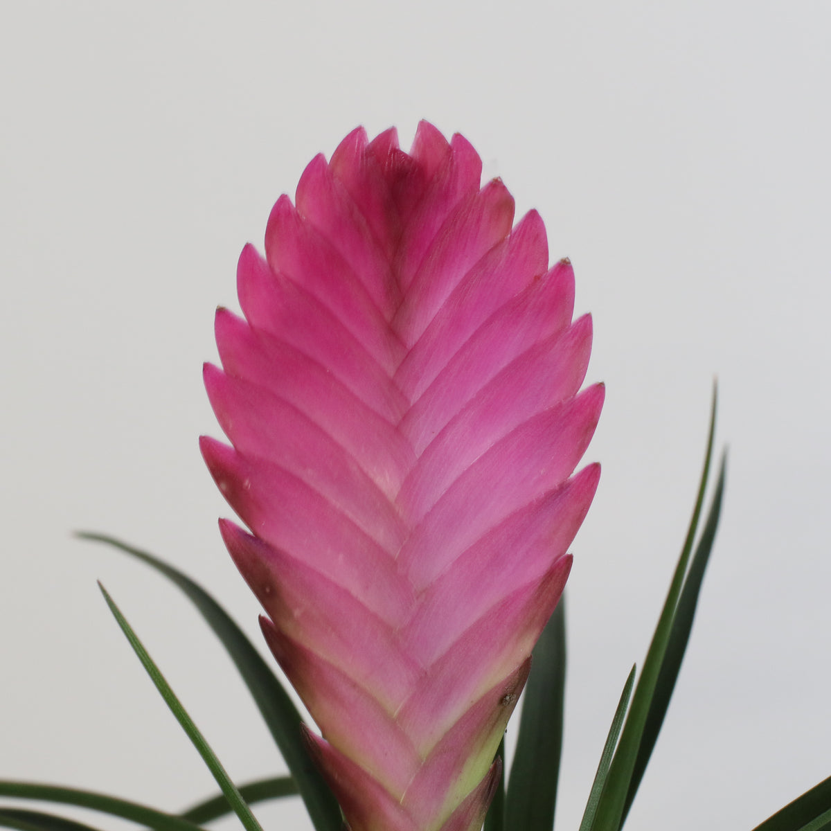 Close up of Pink Quill Air Plant