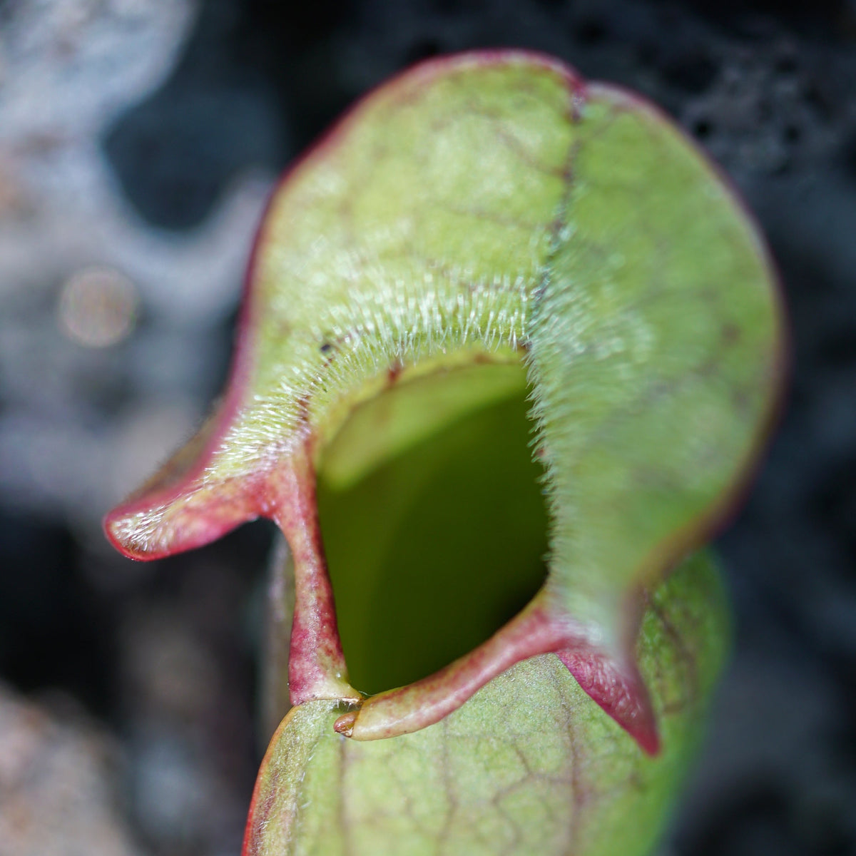 Close up of Sarracenia Purpurea Venosa Red Carnivorous Plant