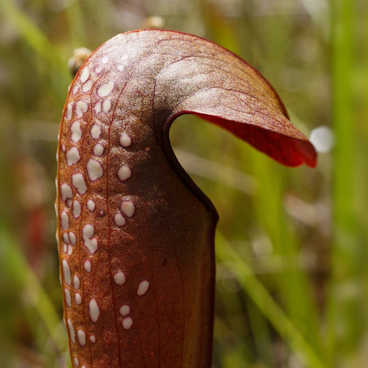 Close up of Sarracenia minor okefenokeensis Bug Bat Carnivorous Plant