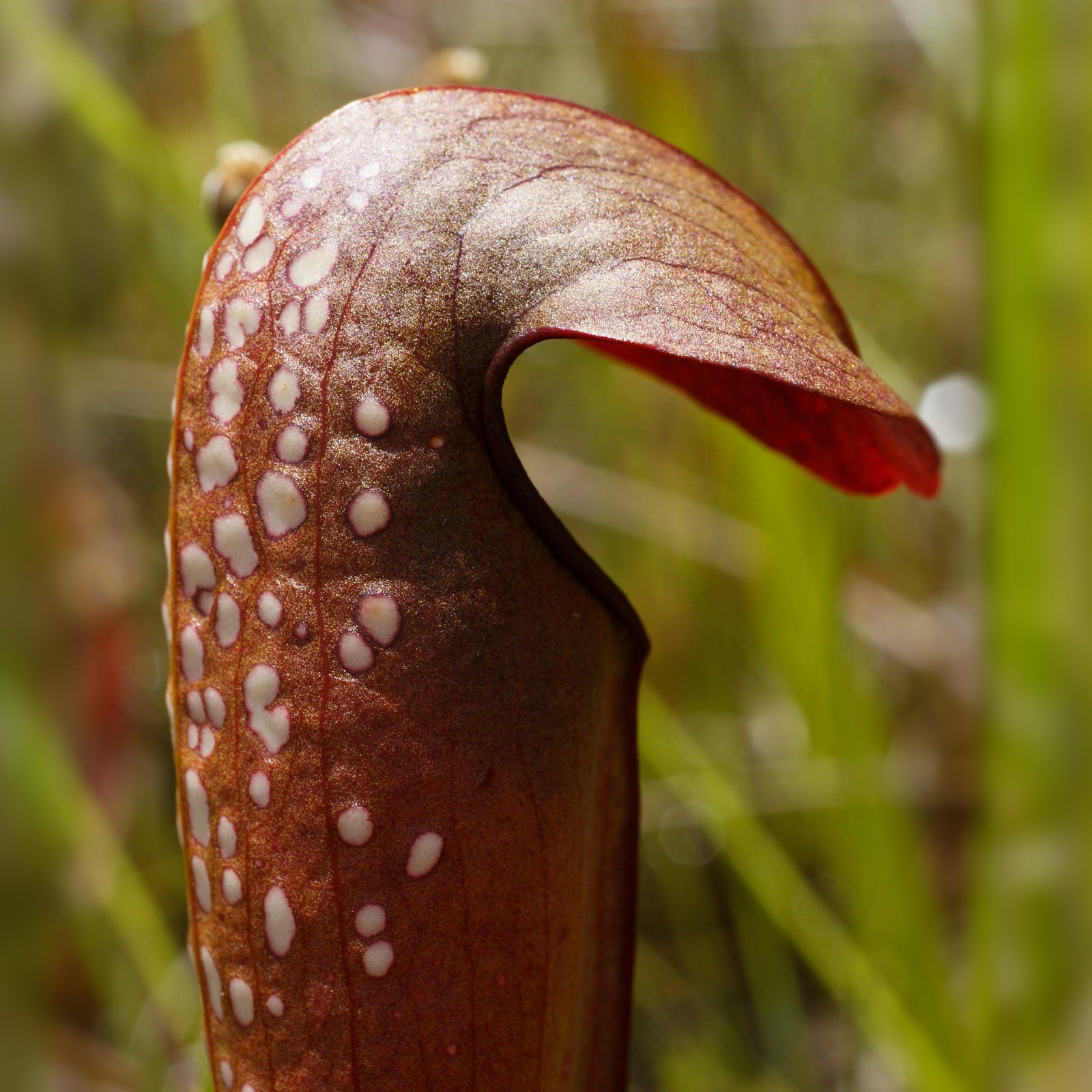 Clsoe up of Sarracenia minor okefenokeensis Bug Bat Carnivorous Plant