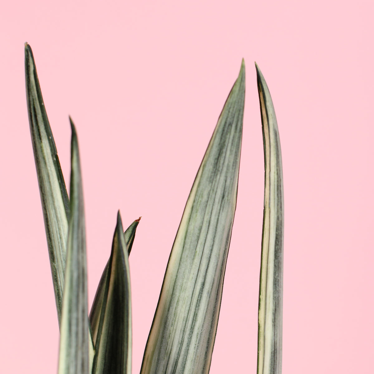 Close Up Of Leaves of the Sansevieria ‘Bantel’s Sensation