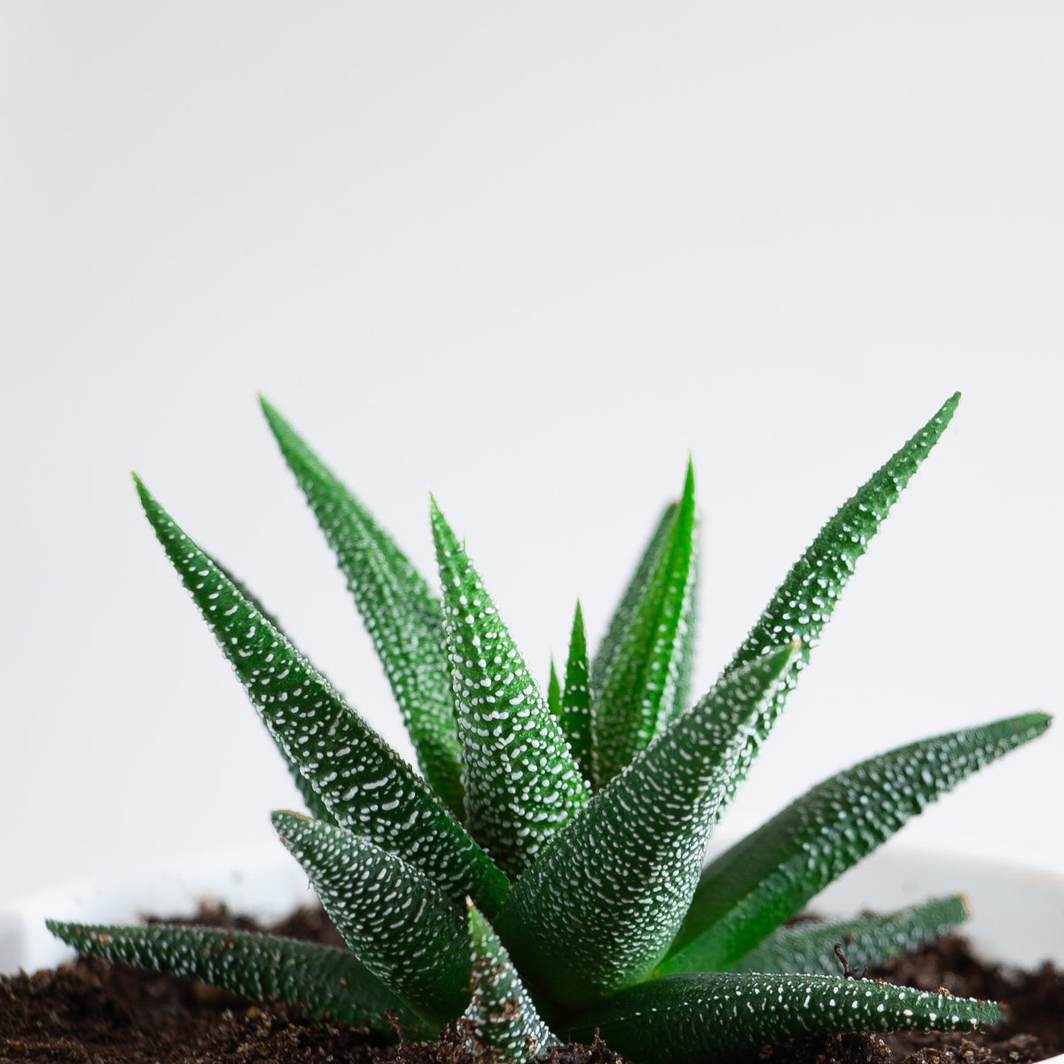 close up of Harworthia Succulent Leaves