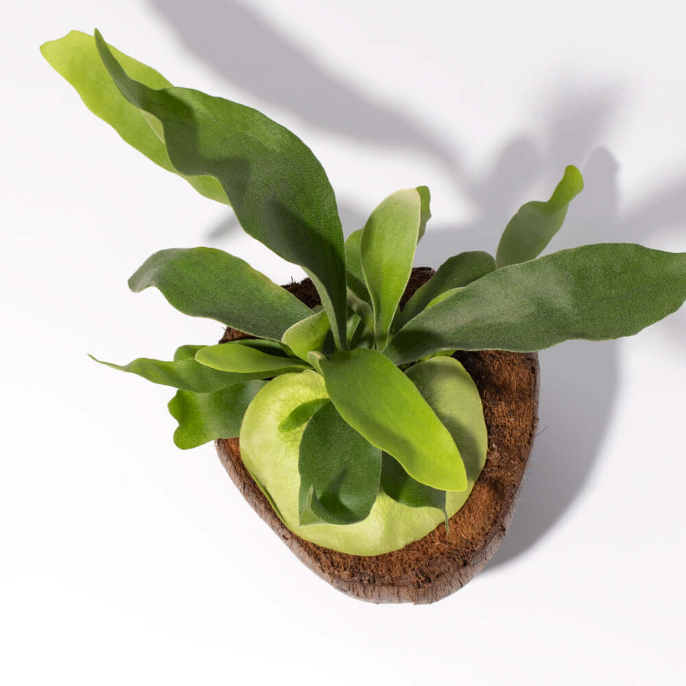 Staghorn Fern – Platycerium bifurcatum &#39;Elkhorn’