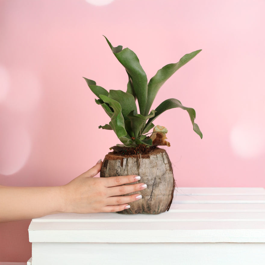 Staghorn fern in coconut planter