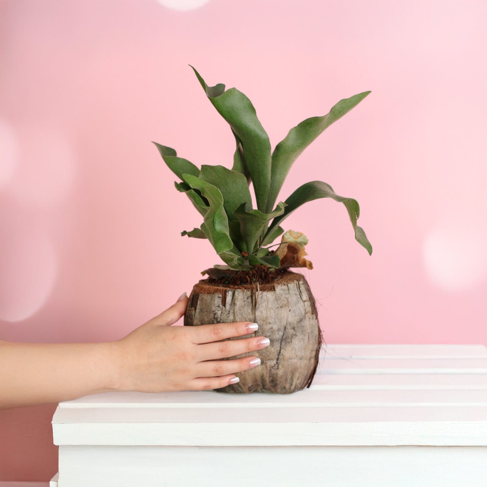 Staghorn fern in coconut planter