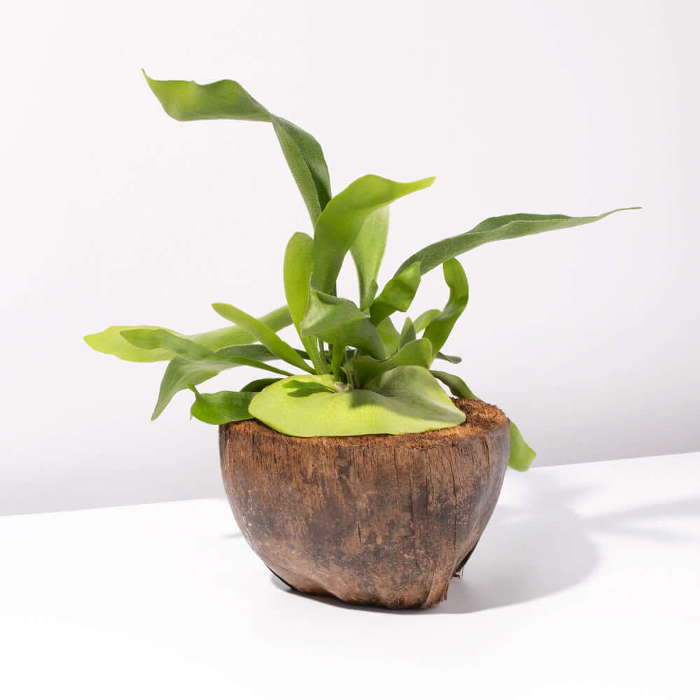 Staghorn Fern – Platycerium bifurcatum &#39;Elkhorn’
