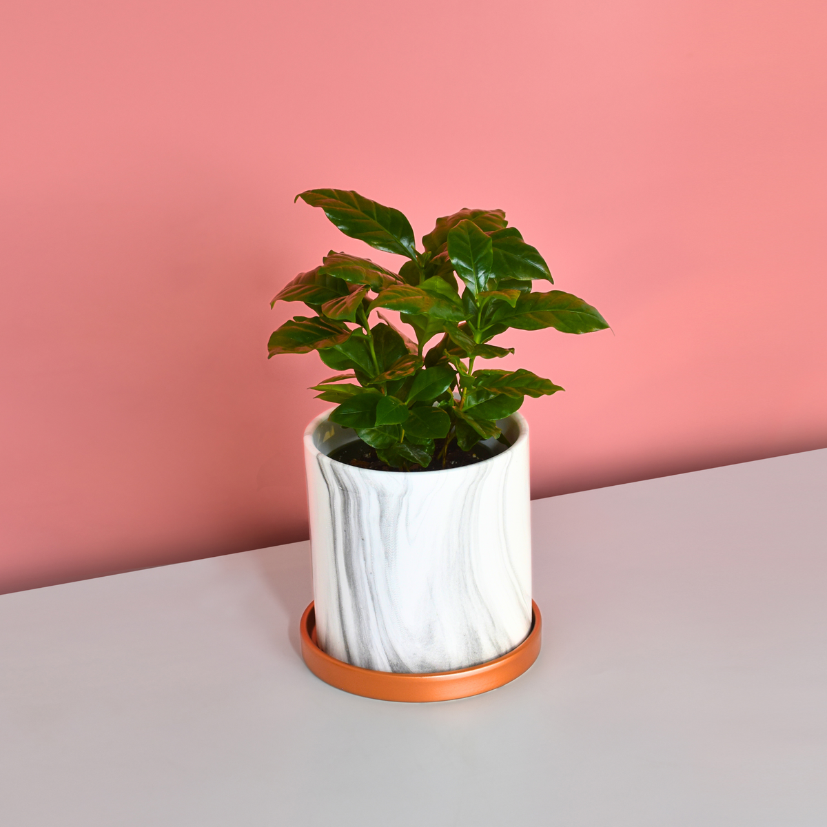  Ceramic Marble Planter 