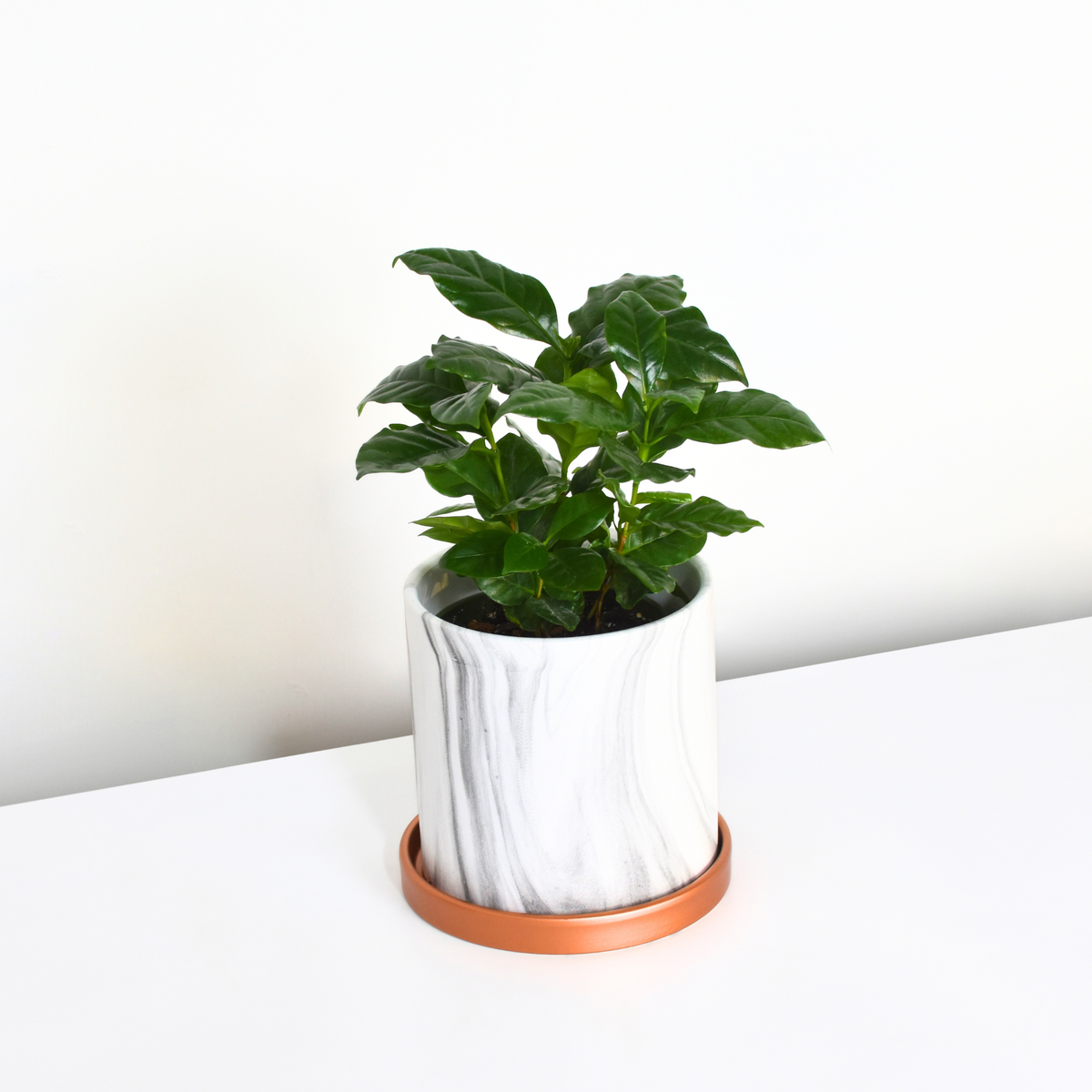 Coffee Plant