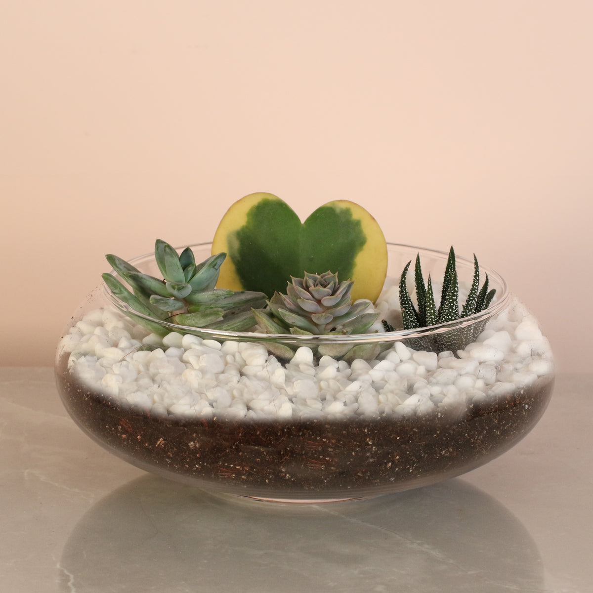 Hoya Kerrii Heart with 3 Succulents