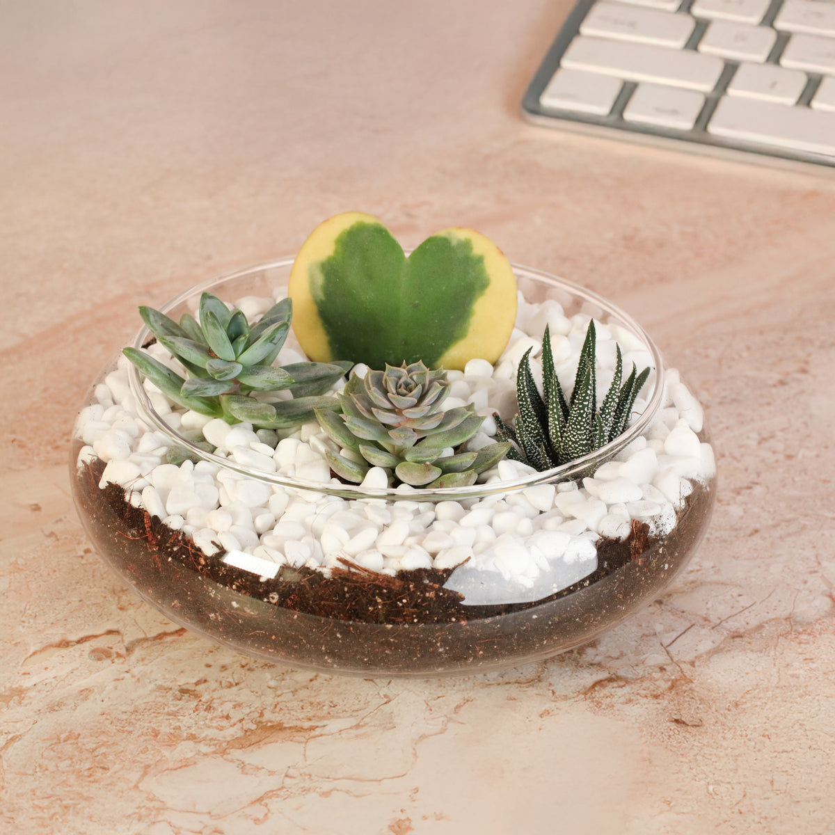 Hoya Kerrii Heart with 3 Succulents in terrarium next to keyboard. 