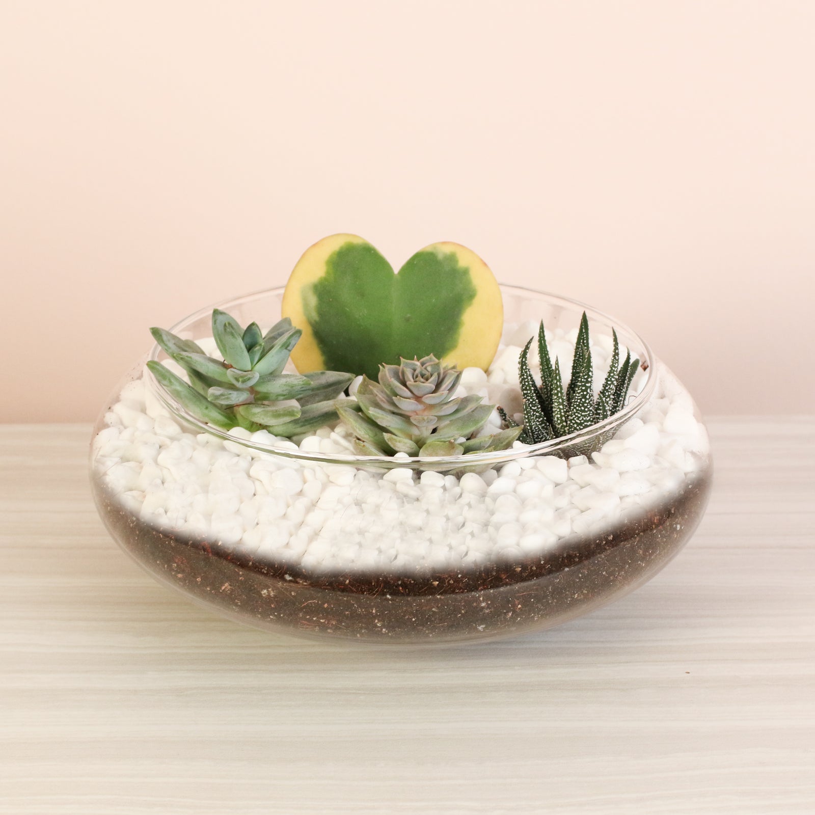 Hoya Kerrii Heart with 3 nursery succulent plants.  