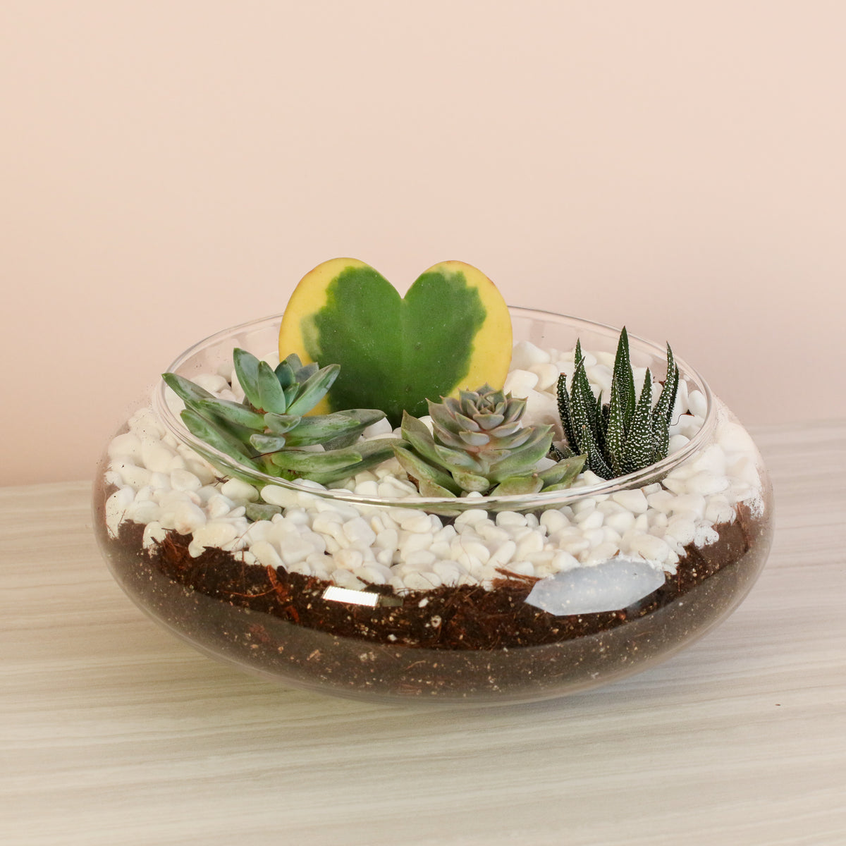 Hoya Kerrii Heart with 3 Succulents in terrarium