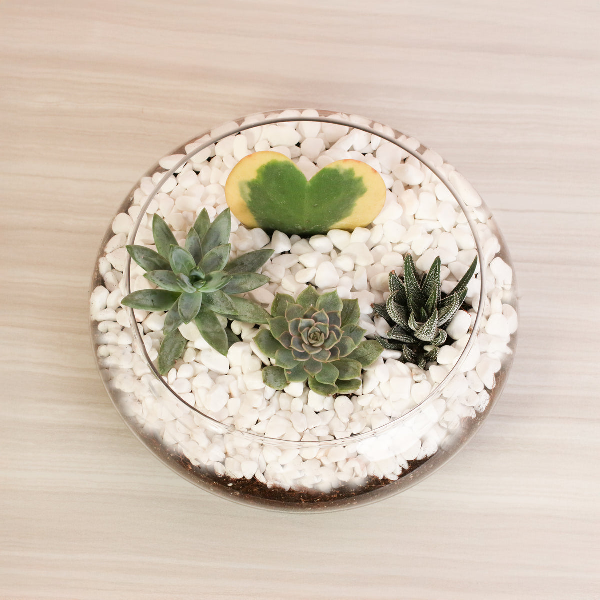 Hoya Kerrii Heart with 3 Succulents