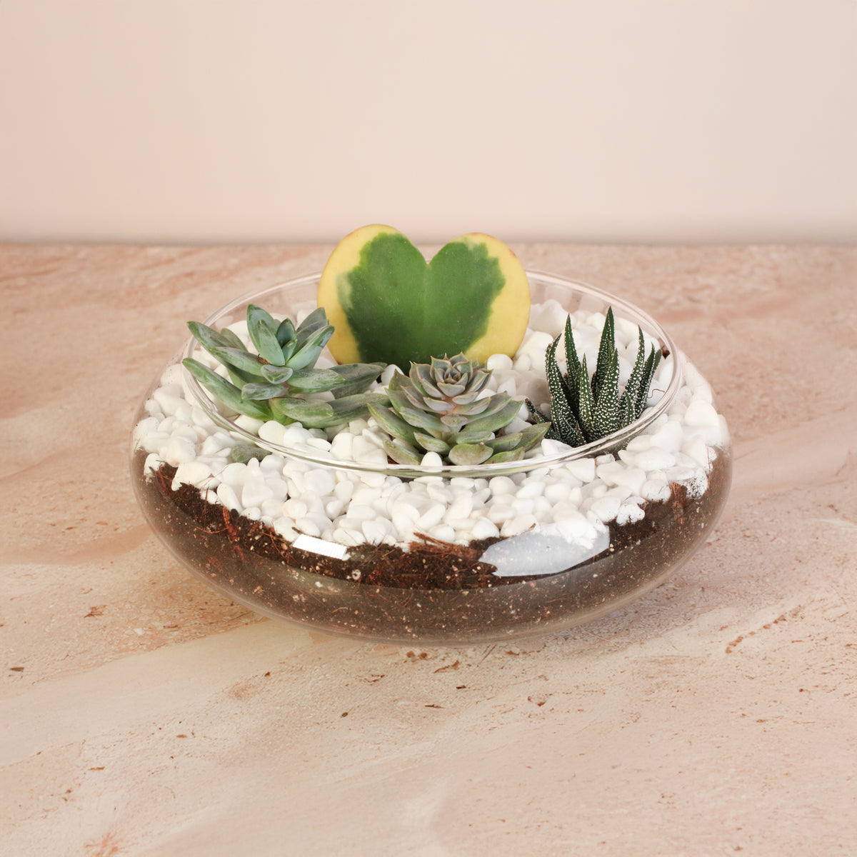 Hoya Kerrii Heart with 3 Succulents in terrarium