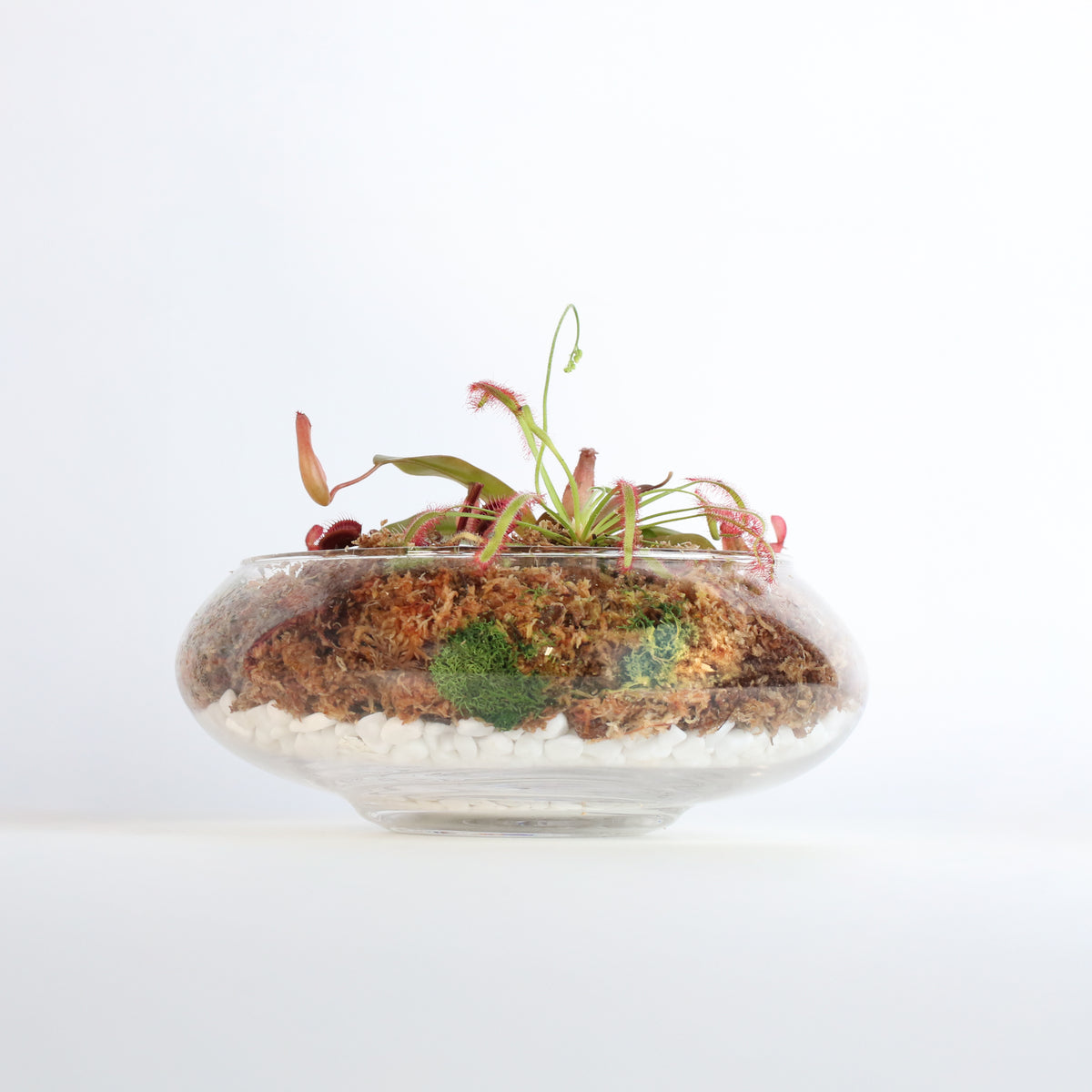 Carnivorous Plants Inside Terrarium