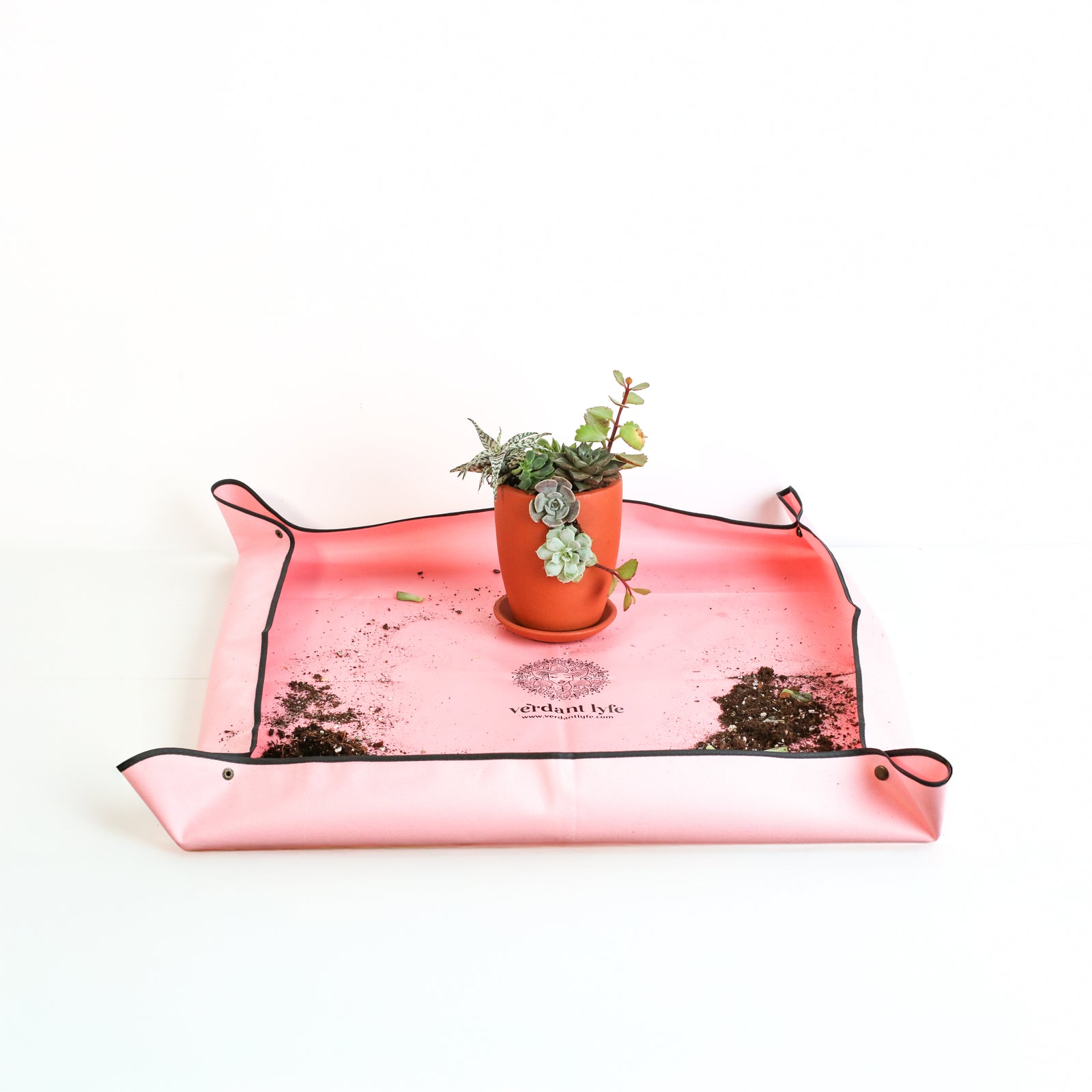 files/DIY-Kit-Succulent.jpg
