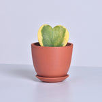 Hoya Kerrii Variegated Heart Single Leaf Sweetheart Valentine Plant