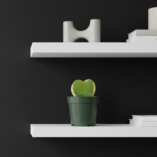 Hoya Kerrii 'Heart' VARIEGATED Sweetheart Valentine Plant