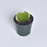 Hoya Kerrii Variegated Heart Single Leaf Sweetheart Valentine Plant