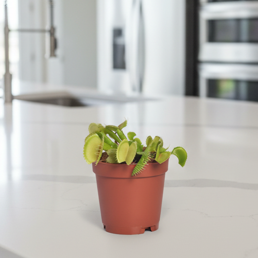 Green Venus Fly Trap Carnivorous Plant - 2" nursery pot