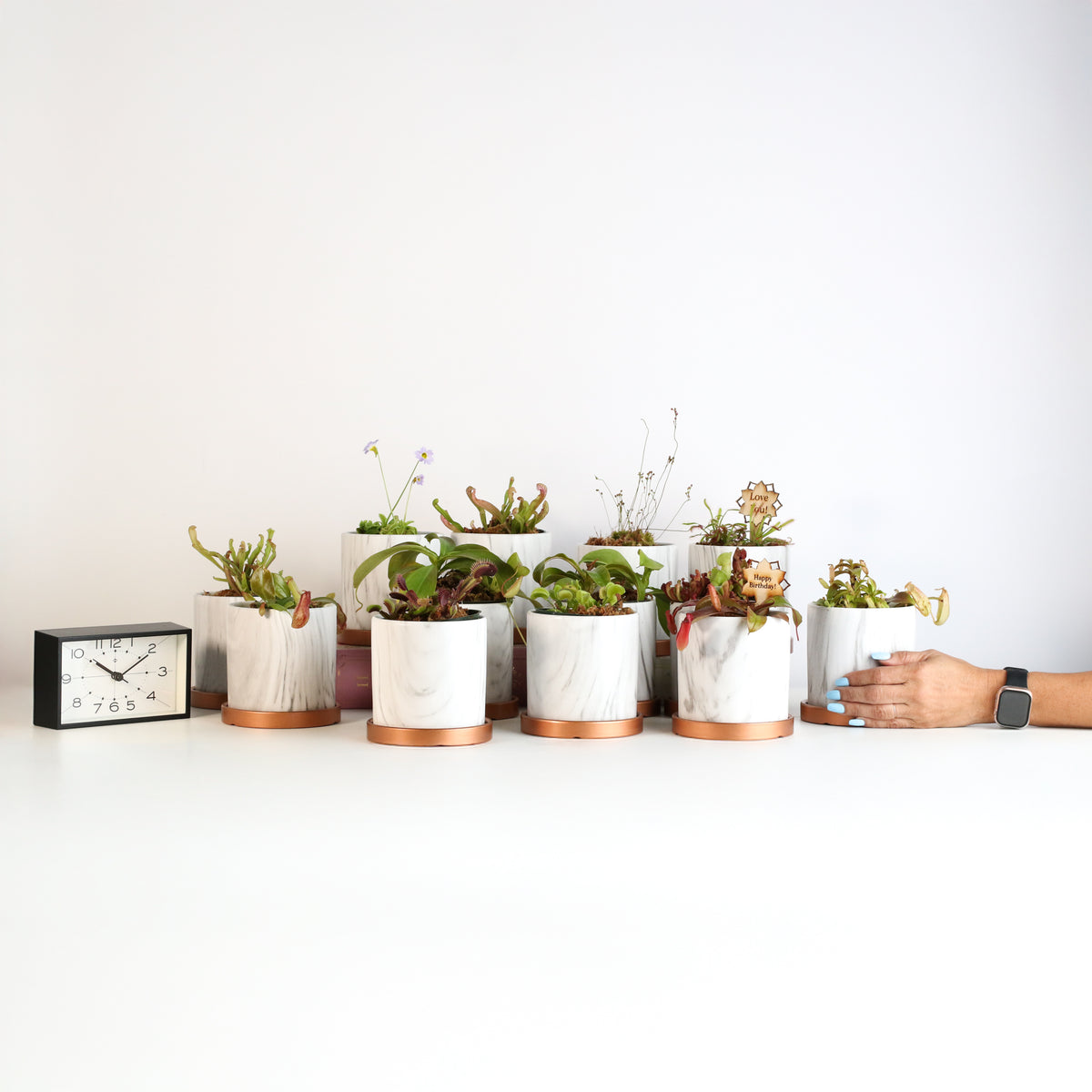 Daphne Ceramic 4.5&quot; Planter - Empty