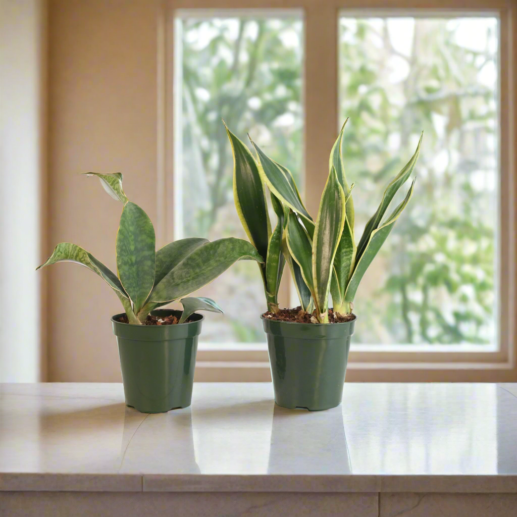 Snake Plants
