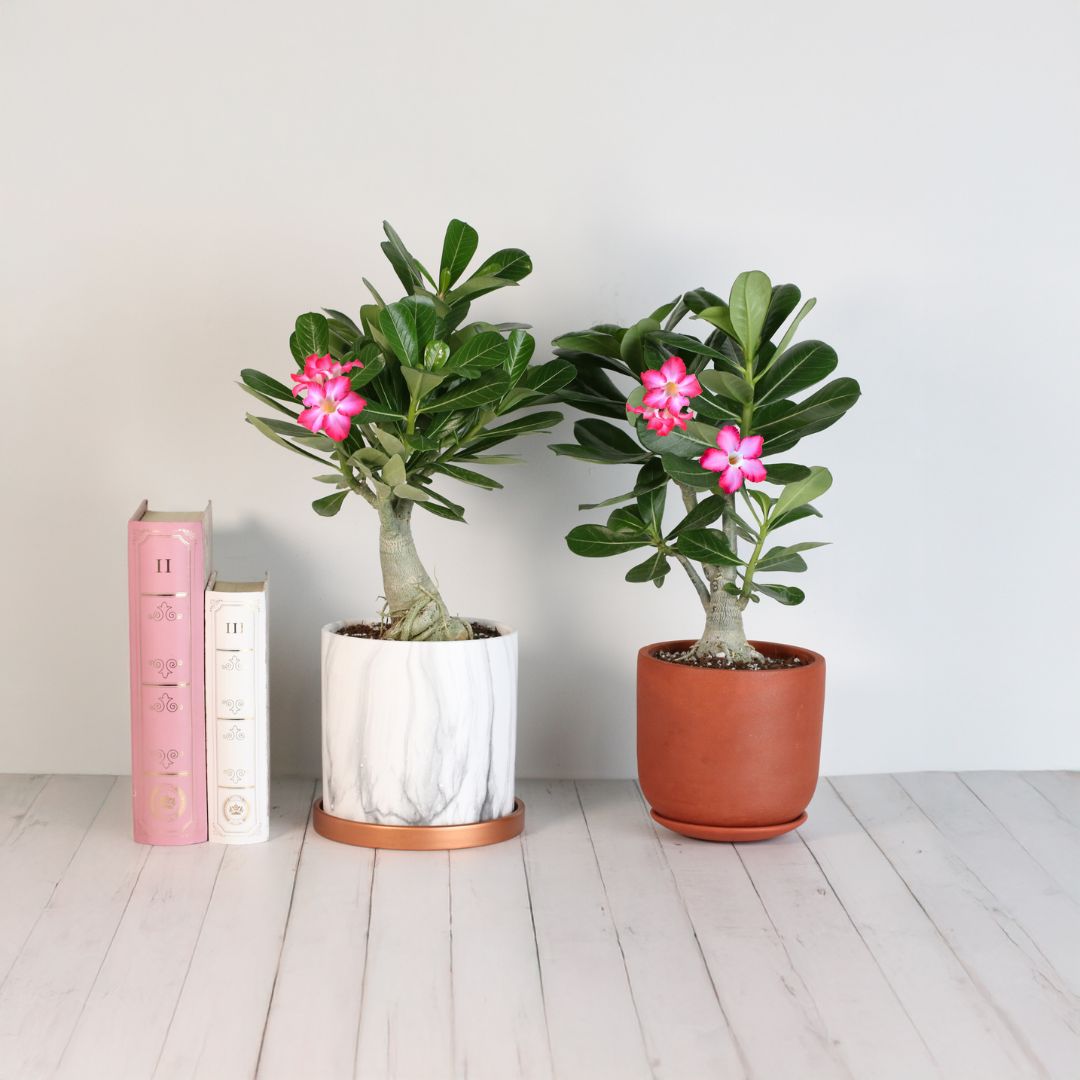 Desert Rose with Flowers