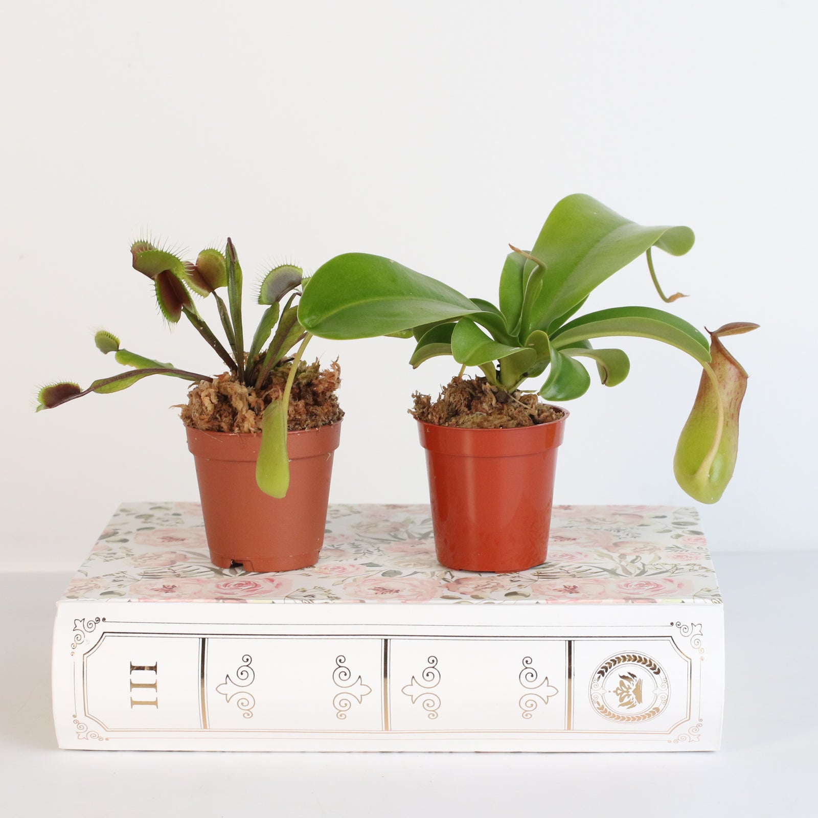 Carnivorous Plant Bundle