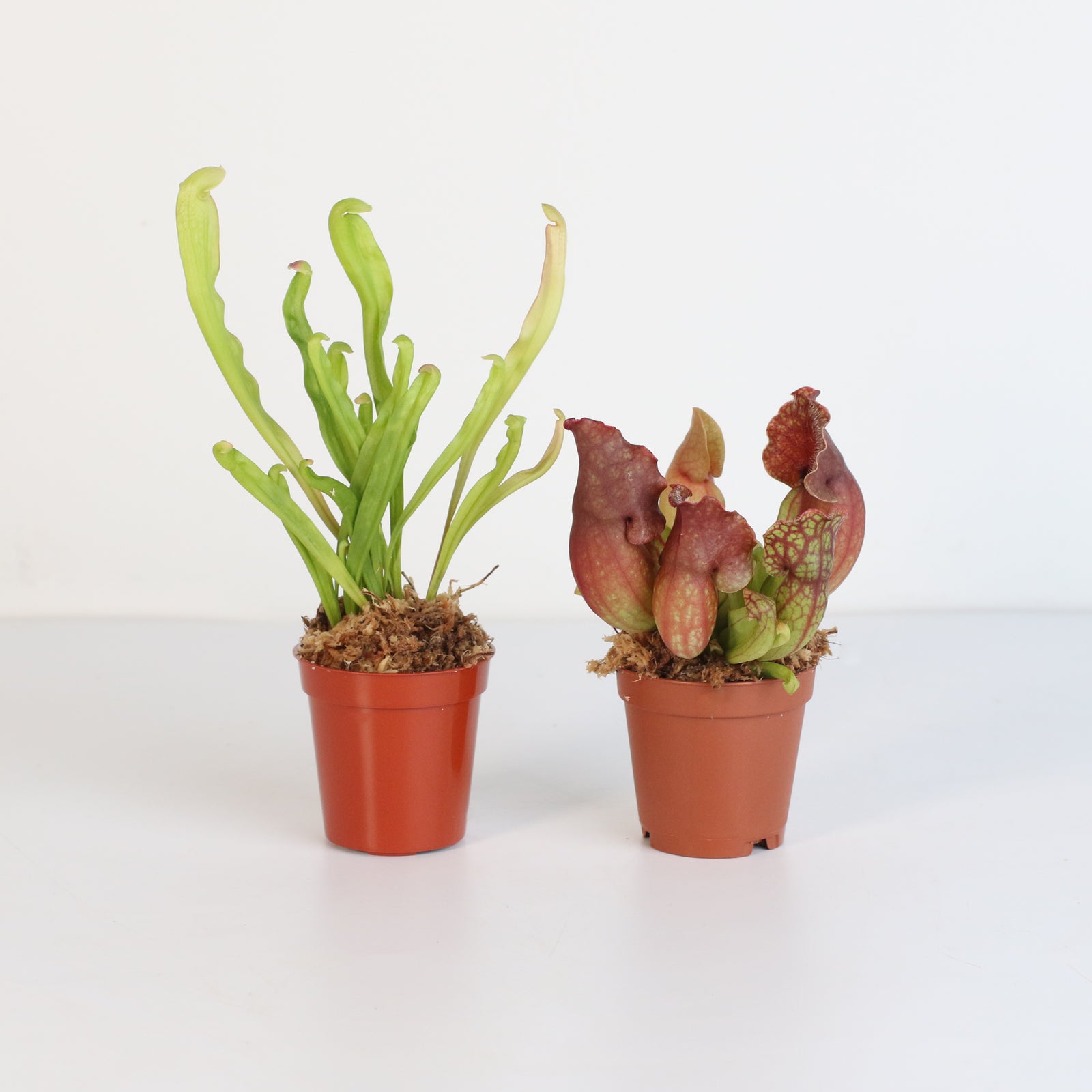 Carnivorous Plant Bundle - Venus Fly Trap and Pitcher Plant Verdant Lyfe