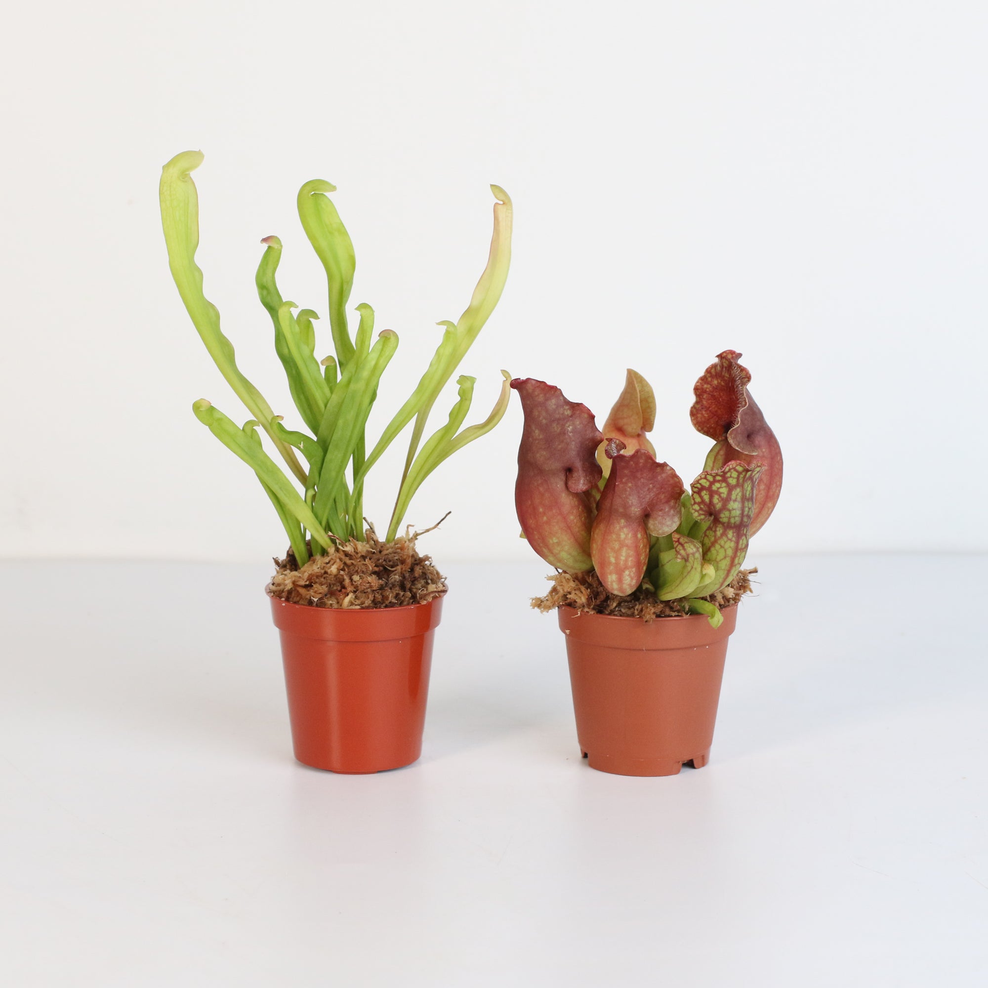 Trio of Terror Carnivorous Plant Bundle - Verdant Lyfe
