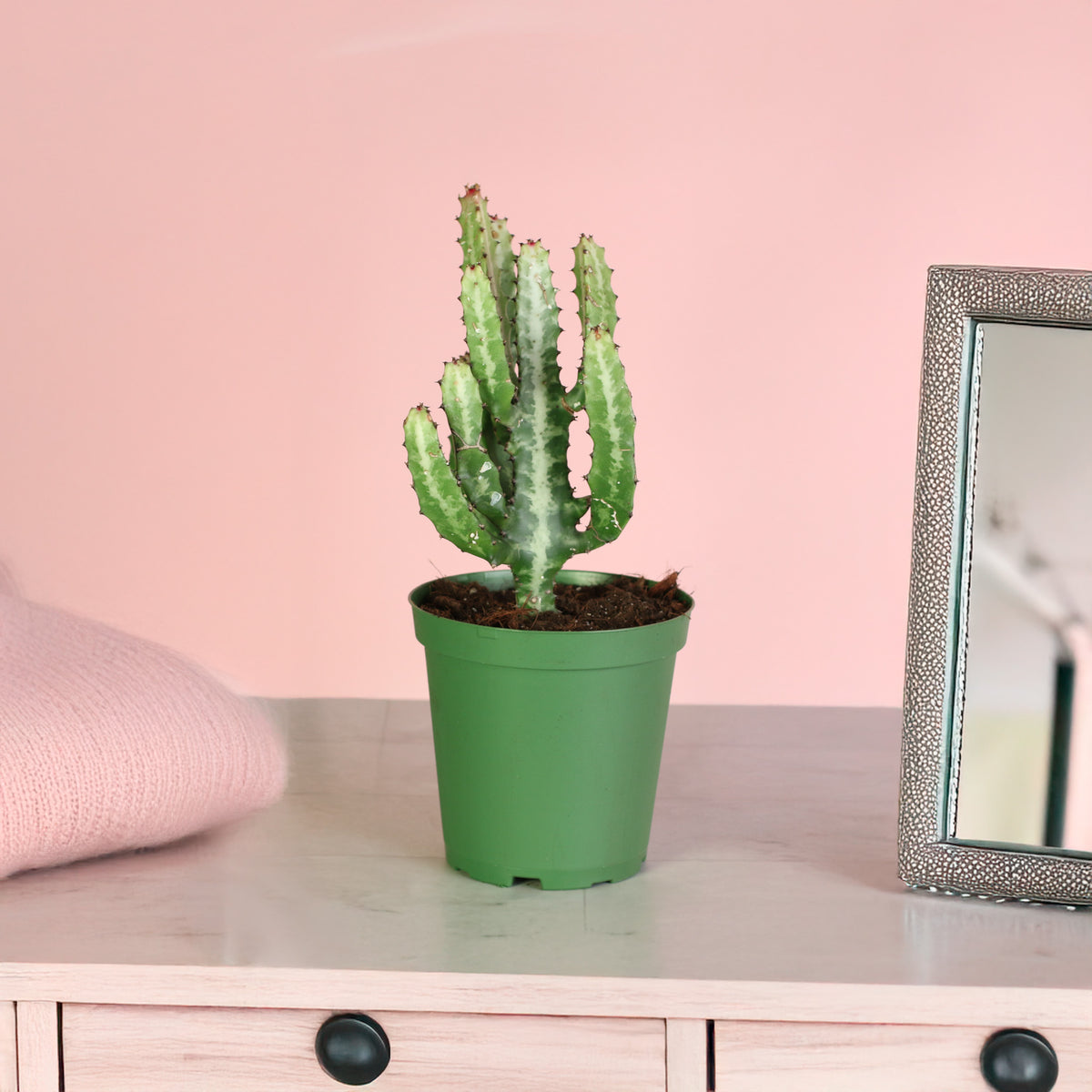 6" Nursery Dragon Bone Cactus ‘Elkhorn’